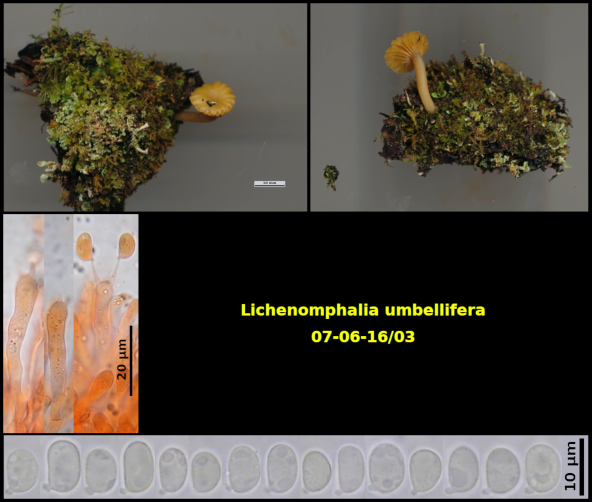 Picture of Lichenomphalia umbellifera 07-06-16/03